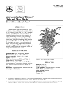 Acer saccharinum ‘Skinneri’ ‘Skinneri’ Silver Maple Fact Sheet ST-50 1
