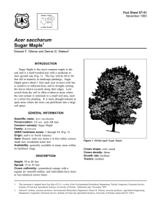 Acer saccharum Sugar Maple Fact Sheet ST-51 1
