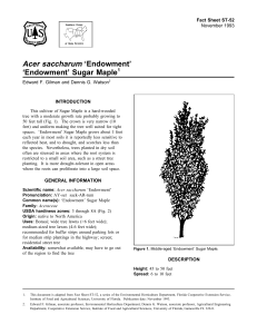 Acer saccharum ‘Endowment’ ‘Endowment’ Sugar Maple Fact Sheet ST-52 1