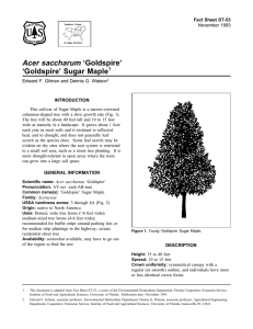 Acer saccharum ‘Goldspire’ ‘Goldspire’ Sugar Maple Fact Sheet ST-53 1