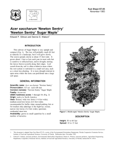 Acer saccharum ‘Newton Sentry’ ‘Newton Sentry’ Sugar Maple Fact Sheet ST-55 1