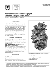 Acer saccharum ‘Temple’s Upright’ ‘Temple’s Upright’ Sugar Maple Fact Sheet ST-56 1