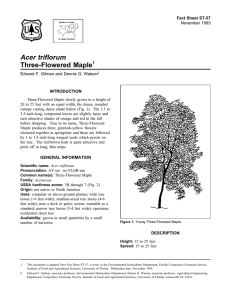 Acer triflorum Three-Flowered Maple Fact Sheet ST-57 1