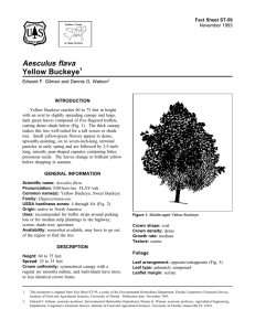 Aesculus flava Yellow Buckeye Fact Sheet ST-59 1