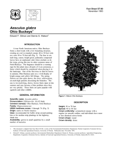 Aesculus glabra Ohio Buckeye Fact Sheet ST-60 1