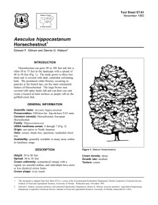 Aesculus hippocastanum Horsechestnut Fact Sheet ST-61 1