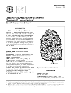Aesculus hippocastanum ‘Baumannii’ ‘Baumannii’ Horsechestnut Fact Sheet ST-62 1