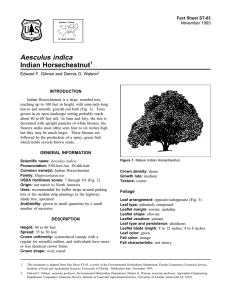 Aesculus indica Indian Horsechestnut Fact Sheet ST-63 1