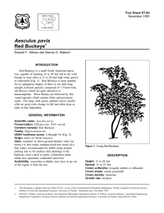Aesculus pavia Red Buckeye Fact Sheet ST-64 1