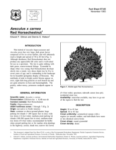 Aesculus x carnea Red Horsechestnut Fact Sheet ST-65 1