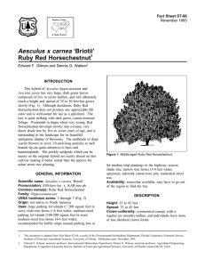Aesculus x carnea ‘Briotii’ Ruby Red Horsechestnut Fact Sheet ST-66 1