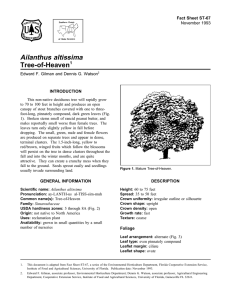 Ailanthus altissima Tree-of-Heaven Fact Sheet ST-67 1