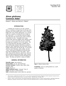Alnus glutinosa Common Alder Fact Sheet ST-70 1