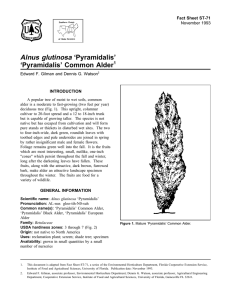 Alnus glutinosa ‘Pyramidalis’ ‘Pyramidalis’ Common Alder Fact Sheet ST-71 1