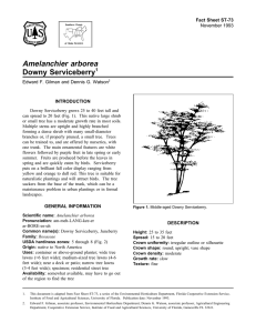 Amelanchier arborea Downy Serviceberry Fact Sheet ST-73 1