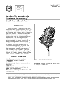 Amelanchier canadensis Shadblow Serviceberry Fact Sheet ST-74 1