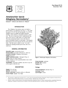 Amelanchier laevis Allegheny Serviceberry Fact Sheet ST-75 1