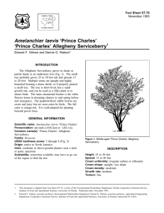 Amelanchier laevis ‘Prince Charles’ ‘Prince Charles’ Allegheny Serviceberry Fact Sheet ST-76 1