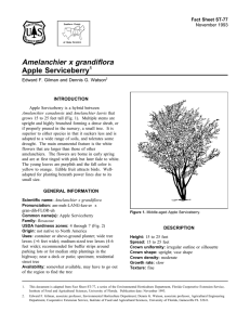 Amelanchier x grandiflora Apple Serviceberry Fact Sheet ST-77 1