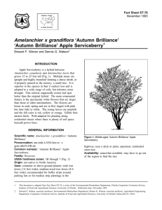 Amelanchier x grandiflora ‘Autumn Brilliance’ ‘Autumn Brilliance’ Apple Serviceberry Fact Sheet ST-78 1