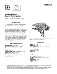 Aralia spinosa Devils-Walkingstick Fact Sheet ST-80 1