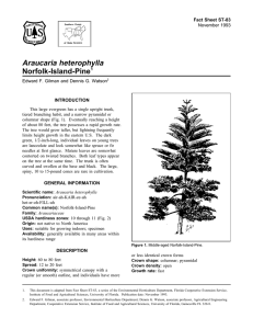 Araucaria heterophylla Norfolk-Island-Pine Fact Sheet ST-83 1