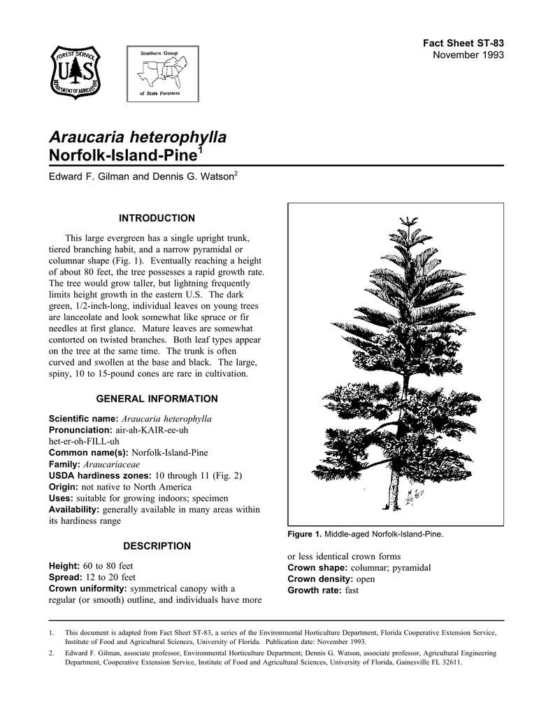 Araucaria Heterophylla Norfolk Island Pine Fact Sheet St 1