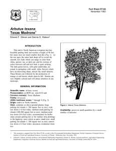 Arbutus texana Texas Madrone Fact Sheet ST-84 1
