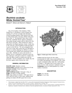 Bauhinia aculeata White Orchid-Tree Fact Sheet ST-87 1