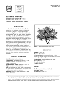 Bauhinia forficata Brazilian Orchid-Tree Fact Sheet ST-89 1