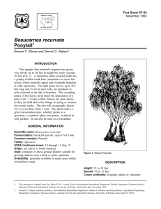 Beaucarnea recurvata Ponytail Fact Sheet ST-93 1