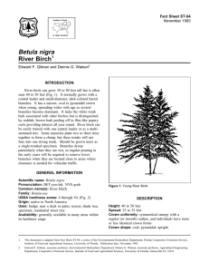 Betula nigra River Birch Fact Sheet ST-94 1