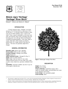 Betula nigra ‘Heritage’ ‘Heritage’ River Birch Fact Sheet ST-95 1