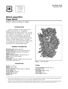 Betula papyrifera Paper Birch Fact Sheet ST-96 1