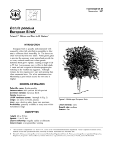 Betula pendula European Birch Fact Sheet ST-97 1