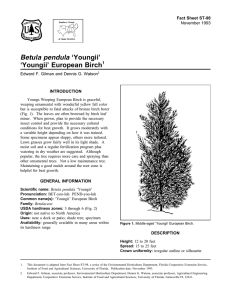 Betula pendula ‘Youngii’ ‘Youngii’ European Birch Fact Sheet ST-98 1