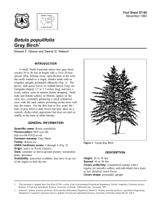 Betula populifolia Gray Birch Fact Sheet ST-99 1