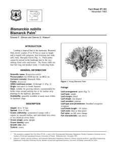 Bismarckia nobilis Bismarck Palm Fact Sheet ST-101 1