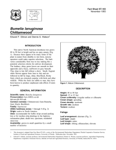 Bumelia lanuginosa Chittamwood Fact Sheet ST-103 1