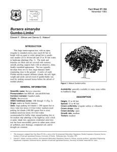 Bursera simaruba Gumbo-Limbo Fact Sheet ST-104 1