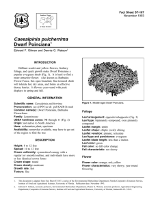 Caesalpinia pulcherrima Dwarf Poinciana Fact Sheet ST-107 1