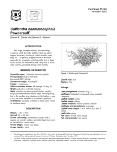 Calliandra haematocephala Powderpuff Fact Sheet ST-108 1