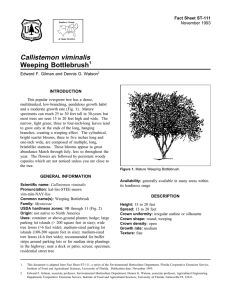 Callistemon viminalis Weeping Bottlebrush Fact Sheet ST-111 1