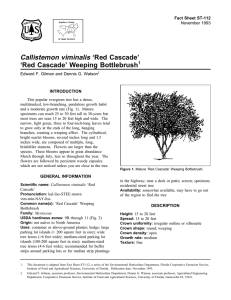 Callistemon viminalis ‘Red Cascade’ ‘Red Cascade’ Weeping Bottlebrush Fact Sheet ST-112 1