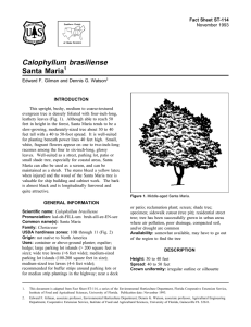 Calophyllum brasiliense Santa Maria Fact Sheet ST-114 1