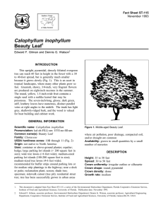 Calophyllum inophyllum Beauty Leaf Fact Sheet ST-115 1
