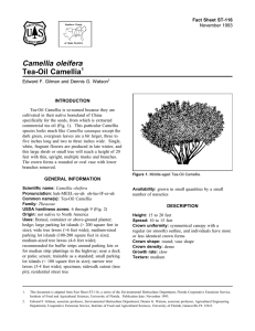 Camellia oleifera Tea-Oil Camellia Fact Sheet ST-116 1