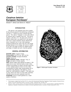 Carpinus betulus European Hornbeam Fact Sheet ST-118 1