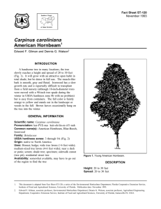 Carpinus caroliniana American Hornbeam Fact Sheet ST-120 1