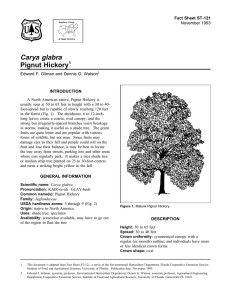 Carya glabra Pignut Hickory Fact Sheet ST-121 1